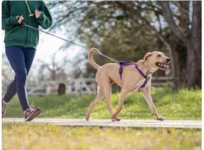 Tails And Trails 5Km Dog Run By Shriram Properties